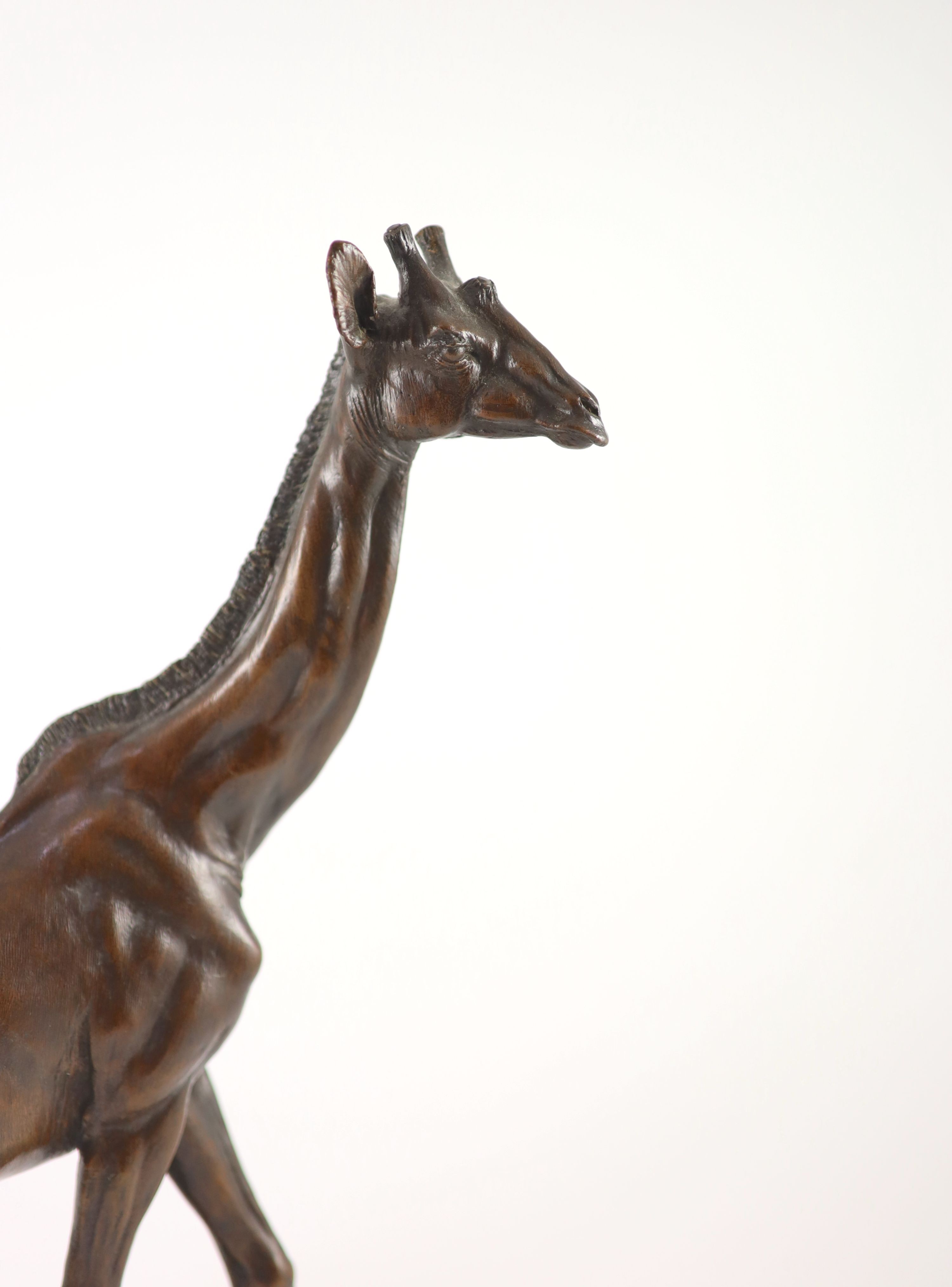 Tim Nicklin. A bronze model of a giraffe, width 30cm height 43cm